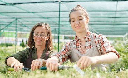 Two happy female workers of large greenhouse cutting tops of plants growing on flowerbed while standing close to each other